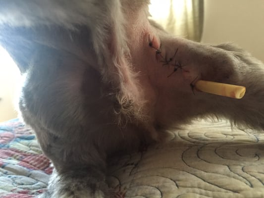 This is the resulting surgery and drain in my dog's leg due to the grooming