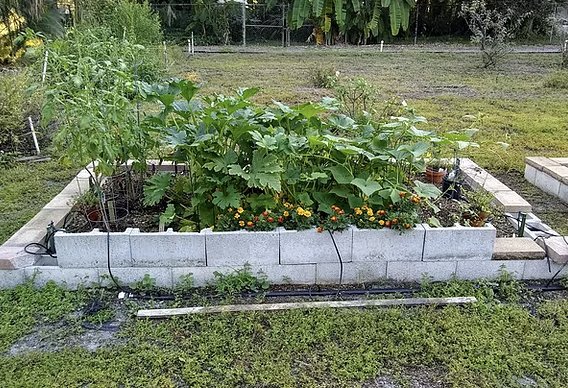 Plant City Commons Community Garden