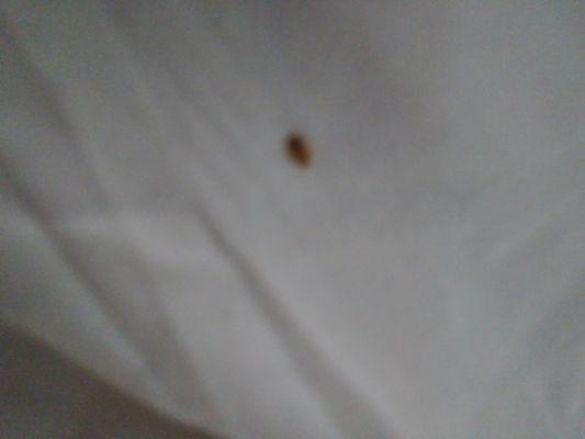 Roach crawling on our bed