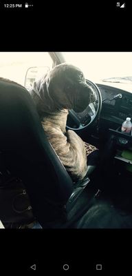 Gunner wants to drive! I also groom giant breeds