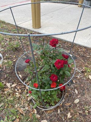 There are nice plants planted around property! Saw some herbs in the rear of hotel too! You can tell they are trying to make it cozy!