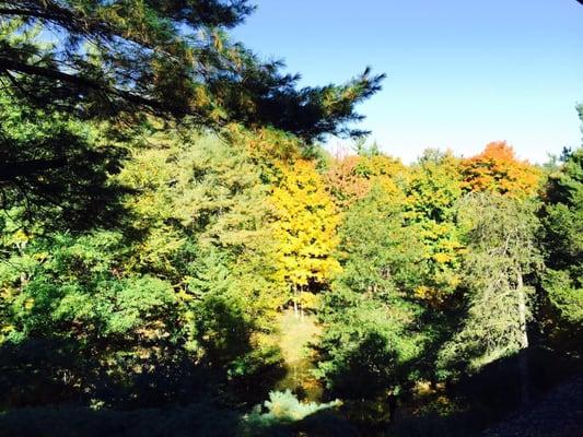 Sky Lake Pond Tree View