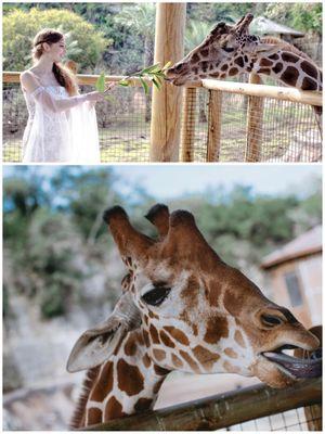 Zoo Wedding