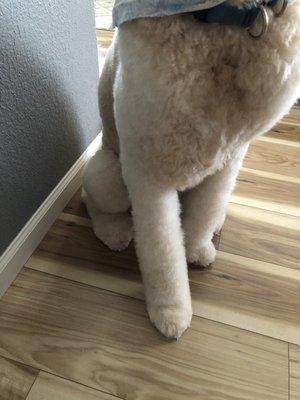 Paws and legs look great!