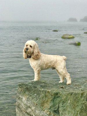 Bixby showing off his summer hairdo.