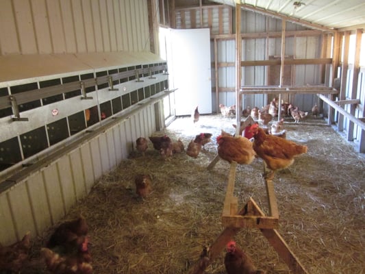 Chicken Coop with Rhode Island Red Hens