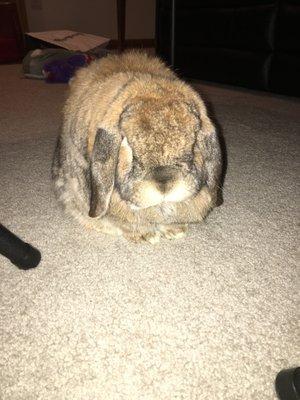 Ohio House Rabbit Adoption Center