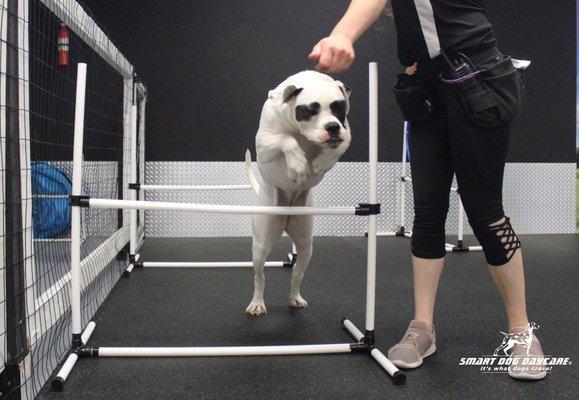 Dogs are always active at Smart Dog! Agility exercises like jumping are the norm here.