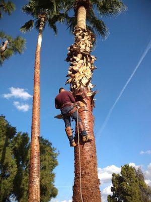 Taking off dead skin from Palm tree.making it look  a beautiful tree again