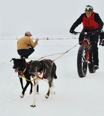 Mount Massive Mush dog joring 2017.