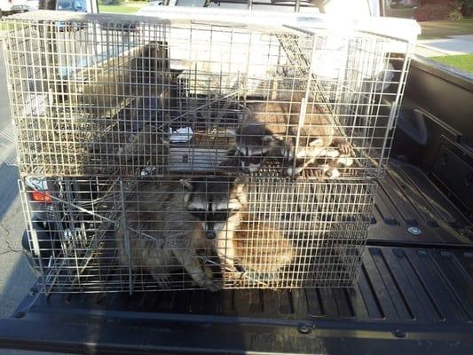 Raccoon Family Removal From Attic