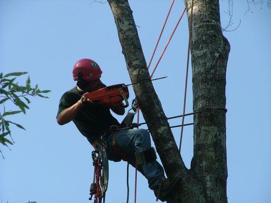 Montgomery Inc Tree Service