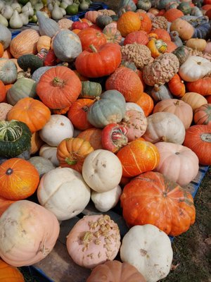 Gorgeous gourds