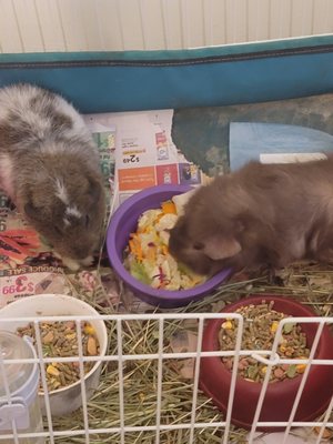 Timmy and Billy eating dinner