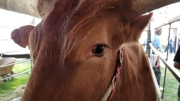 Texas Longhorn.