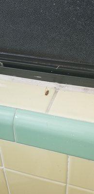 This is the roach on the bathroom windowpane, it was dead when we got in. . . Their cleaning was so lazy that they did not clean it.