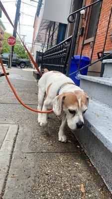 Charley walks on the ruff streets of Dogboken.