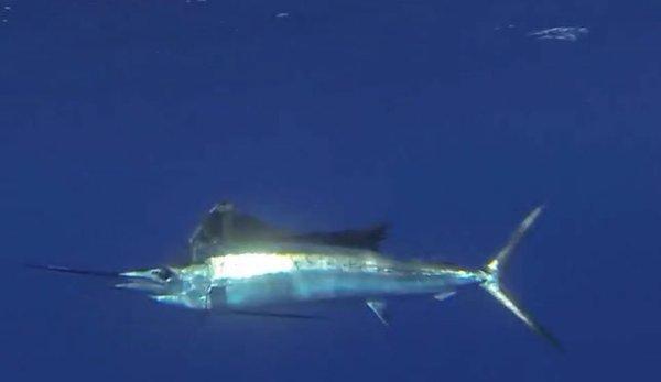 Sailfish just before release!