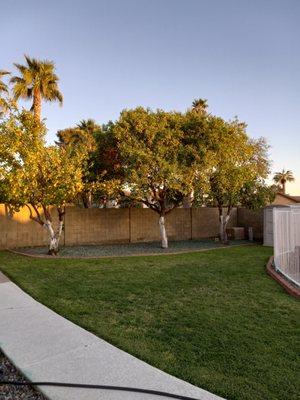 Front view of 3 citrus trees