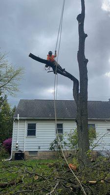 Manny's lawn & tree service