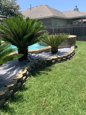 Trimmed palm trees