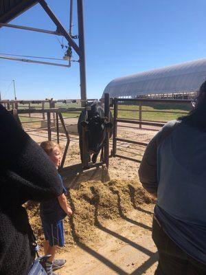 Cow feeding