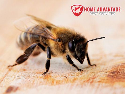 Home Advantage Pest Services