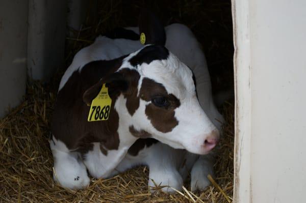 A calf relaxing in her hutch