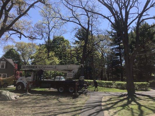 Prepping to remove a 200 year old oak