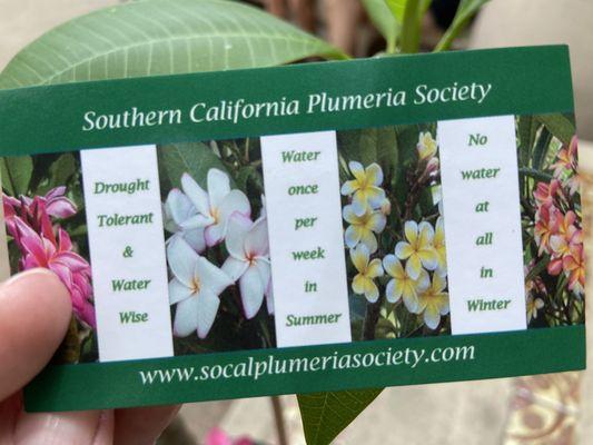 Hawaiian Plumeria Festival