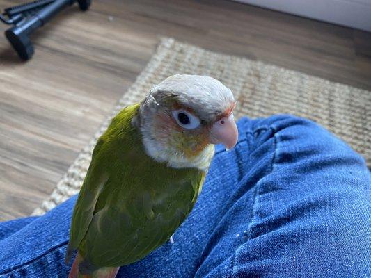 Female Green cheek conure