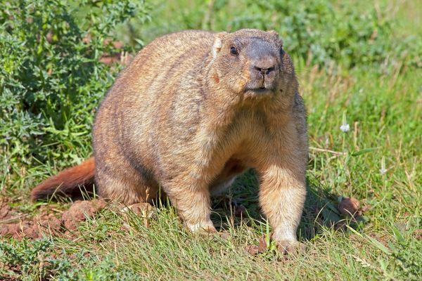 Ground Hog Removal Indianapolis