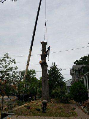 Huge oak tree removed for tge captains father of the Rutherford police department. Whole tree done in 3 .5 hrd