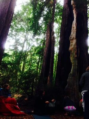 Reiki in the Redwoods