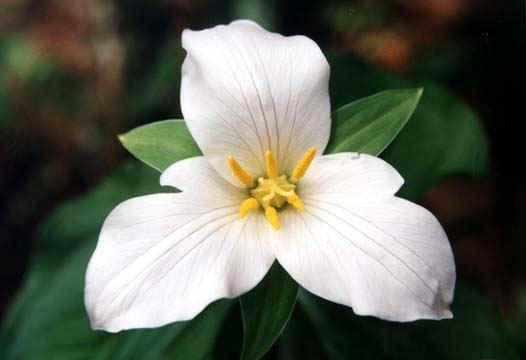 The Trillium--a three sided flower, symbol of body, mind, & spirit!