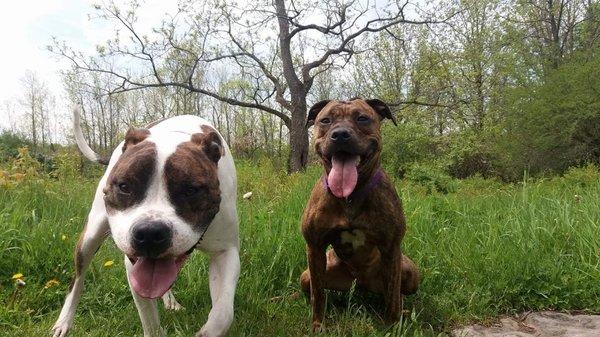 This is Zeus and Roxie, they inspired me to start this business .