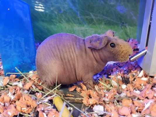 Skinny Pig (Cavia Porcellus).