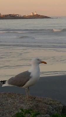 A regular dining companion on Long Sands..just a 1/2 mile away