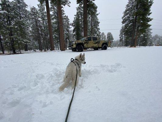 Dog is wondering where the truck went.