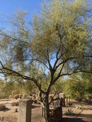 Ascending Tree Care