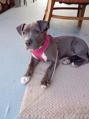 First puppy we babysat her name is Luna