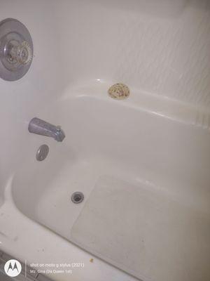 Mold on stopper and tub