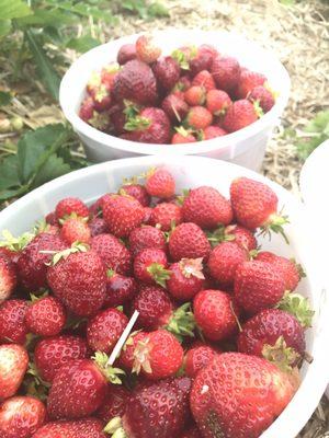 Luneyberries Strawberry Farm