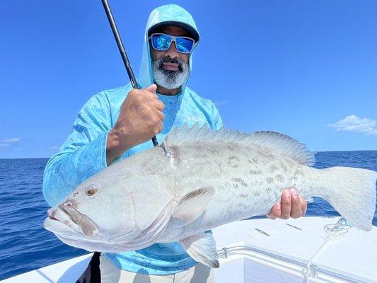 Gag grouper dwell the reefs with a leopard like pattern.