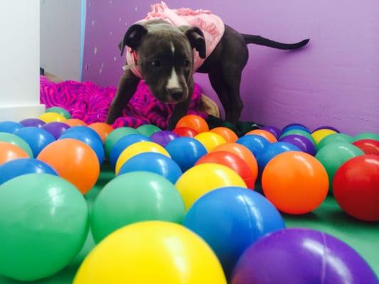 Daycare turned ball pit