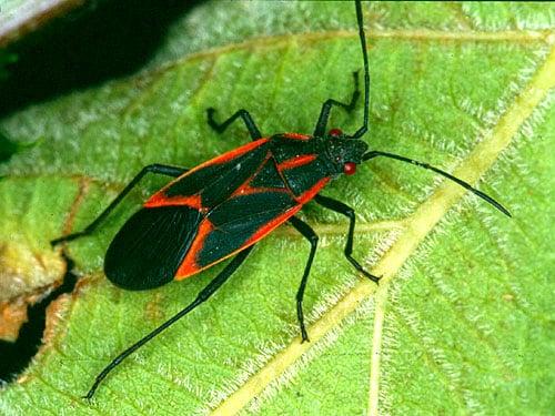 Boxelder Bug