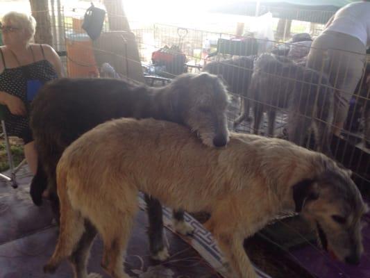 A few of the huge but sweet  Irish wolfhounds I saw & their owner.