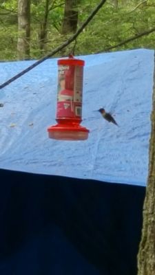 Hummingbirds