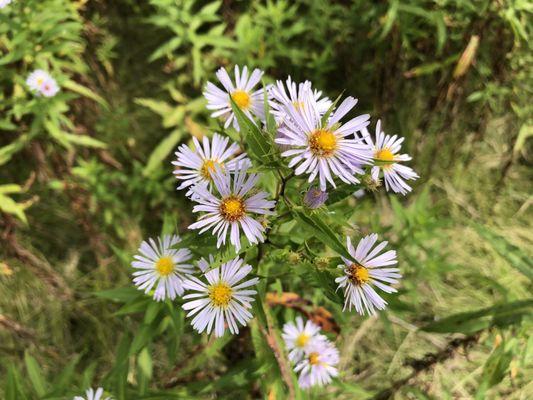 Natural Flowers around Wolcott Mill.