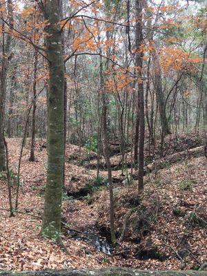 American Beech tree